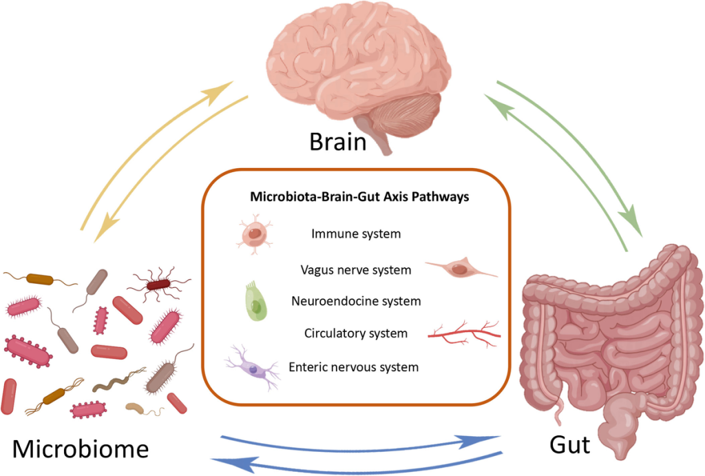 The gut-brain axis (GBA) is a bidirectional communication network linking the gastrointestinal (GI) tract and the central nervous system (CNS). 