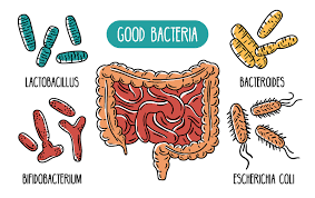 Gut bacteria, collectively known as gut microbiota or gut flora, are the diverse community of microorganisms residing in the gastrointestinal tract. 