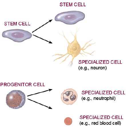 Progenitor stem cells (PSCs) are a type of stem cell that serves as an intermediary between stem cells and fully differentiated cells. 