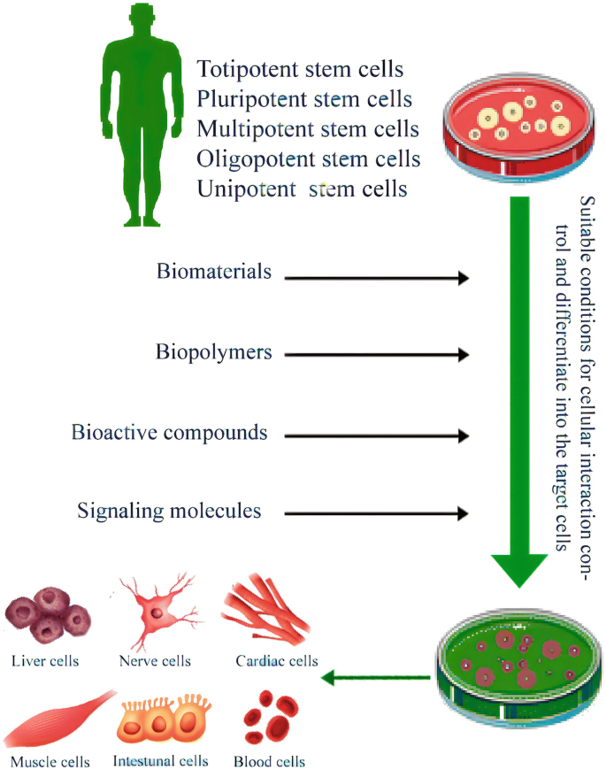 Bioactive molecules play a crucial role in the regulation and functionality of stem cells. These molecules include proteins, peptides, hormones, and other compounds that influence stem cell behavior