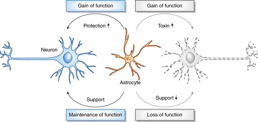 In ALS, astrocytes may become dysfunctional and contribute to neuroinflammation, oxidative stress, and neuronal death. 