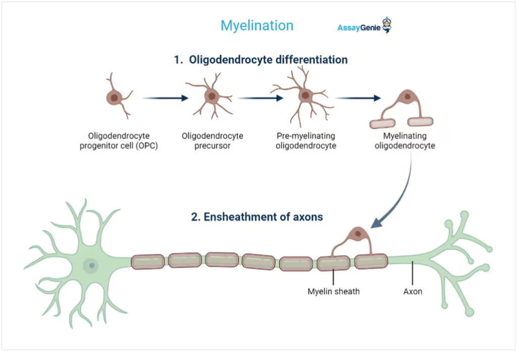 In some forms of MND, such as Primary Lateral Sclerosis (PLS), degeneration of oligodendrocytes can lead to disruption of nerve signaling. 