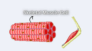 Degeneration of motor neurons in ALS results in denervation of muscles, leading to muscle wasting, weakness, and eventual loss of motor function. 