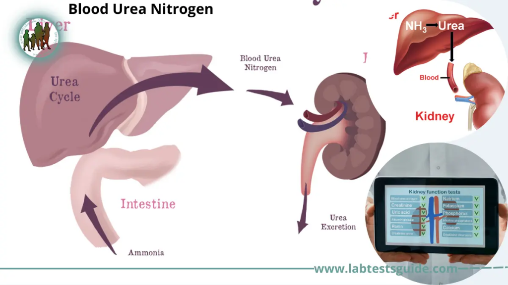 Blood Urea Nitrogen (BUN) is a medical test that measures the amount of nitrogen in the blood that comes from urea, a waste product formed in the liver after protein metabolism.