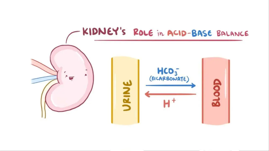 Bicarbonate (HCO3-) is an essential ion in the body that plays a crucial role in maintaining acid-base balance and buffering the pH of bodily fluids.