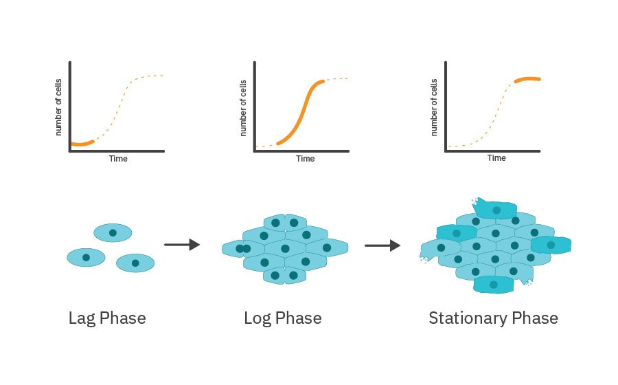 Cell proliferation is the process by which cells grow and divide to produce two daughter cells, leading to an increase in the number of cells in a population.