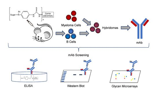 Monoclonal antibodies (mAbs) are laboratory-made proteins that mimic the immune system's ability to fight off harmful pathogens such as viruses. 