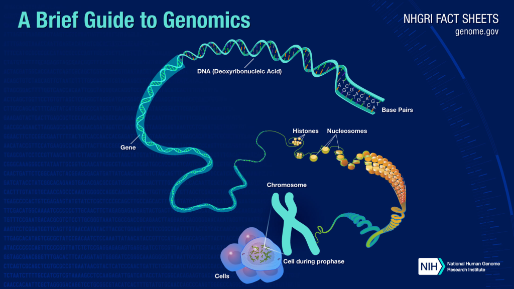 Genomics is a branch of molecular biology that focuses on the study of the entire genome of an organism, which includes all of its DNA, genes, and their interactions. 