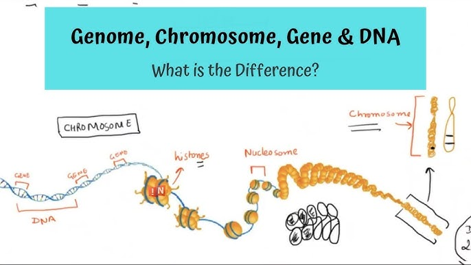 The genome is the complete set of genetic material present in an organism, encompassing all of its DNA (or RNA in the case of some viruses).