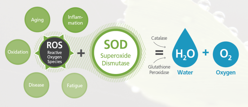 Superoxide dismutase (SOD) is an important antioxidant enzyme that catalyzes the dismutation of superoxide radicals (O₂⁻) into oxygen (O₂) and hydrogen peroxide (H₂O₂). 