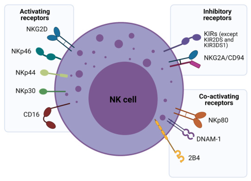 Natural Killer (NK) cells are a type of lymphocyte in the innate immune system that play a crucial role in the body’s defense against tumors and viral infections.