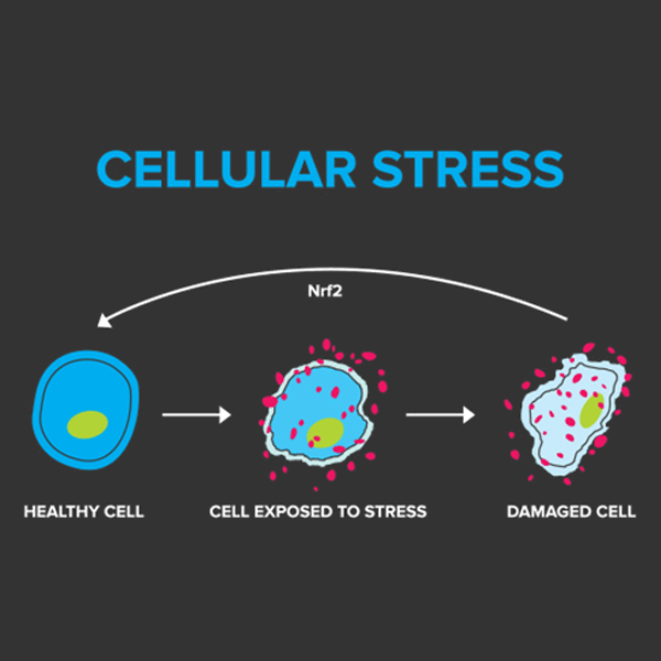 Cellular stress refers to a condition in which cells experience adverse environmental conditions that disrupt their normal function. 