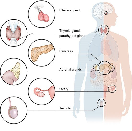 Hormones are chemical messengers produced by various glands in the endocrine system that are secreted into the bloodstream to regulate physiological processes and maintain homeostasis in multicellular organisms.