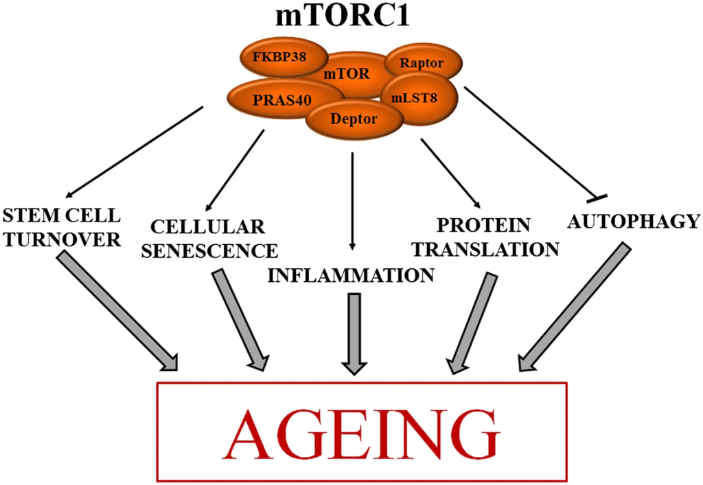 Rapamycin, also known as sirolimus, is an immunosuppressant drug that has garnered attention in the field of anti-aging medicine due to its ability to extend lifespan and healthspan in various model organisms. 