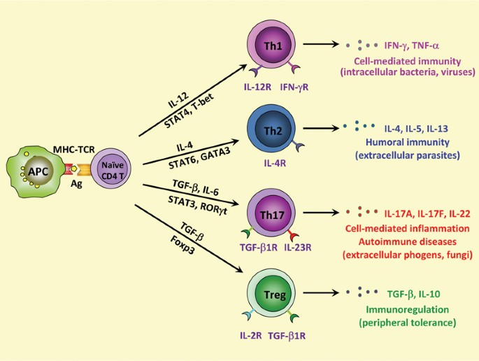 T helper 1 (Th1) cells are a subset of CD4+ T cells that play a crucial role in the immune response, particularly against intracellular pathogens such as viruses and certain bacteria.