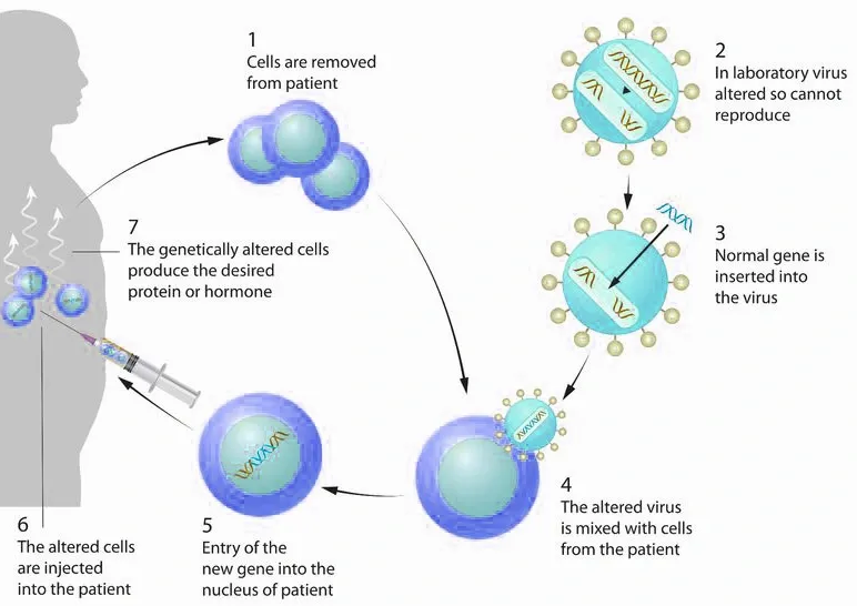 Gene therapy is a medical technique that involves modifying or manipulating an individual's genes to treat, prevent, or cure diseases. 