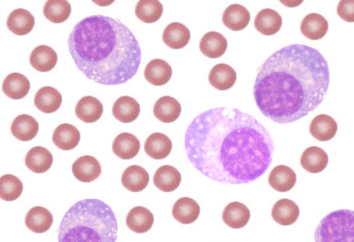 Plasma cells, also known as plasma B cells or effector B cells, are specialized white blood cells derived from activated B lymphocytes. 