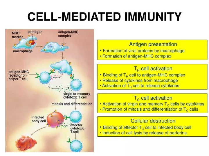 Cell-mediated immunity (CMI) is an immune response that primarily involves the activation of T cells and does not rely on antibodies.