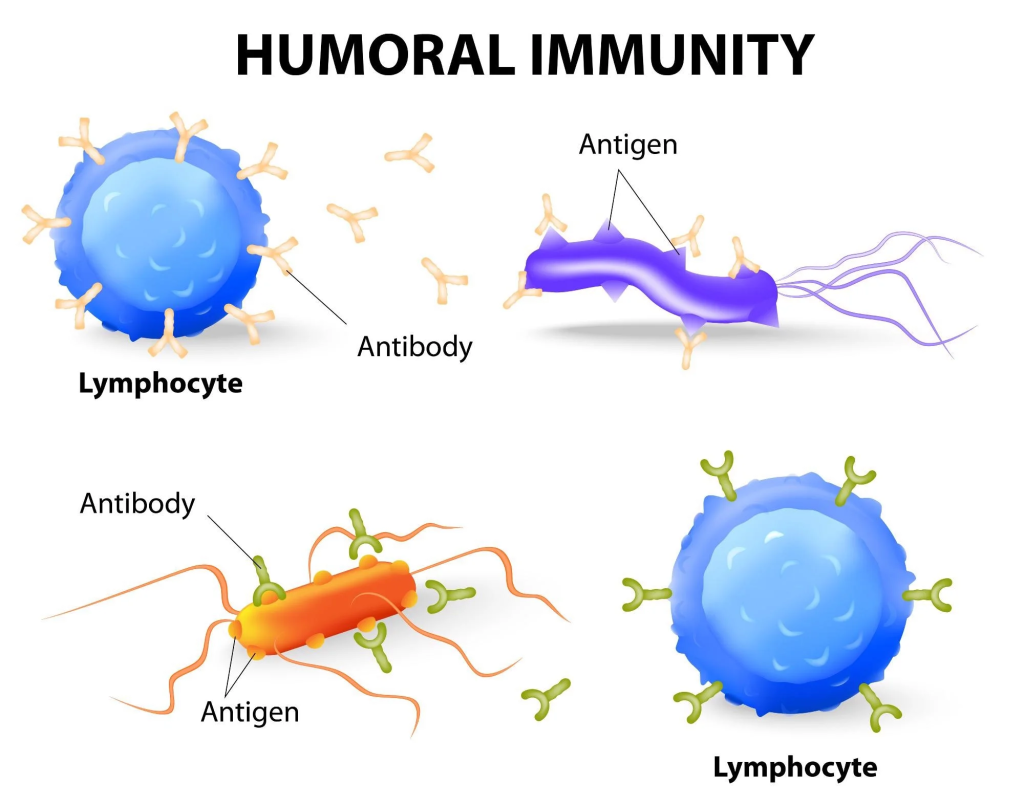 Humoral immunity, also known as antibody-mediated immunity, is a crucial component of the adaptive immune response.