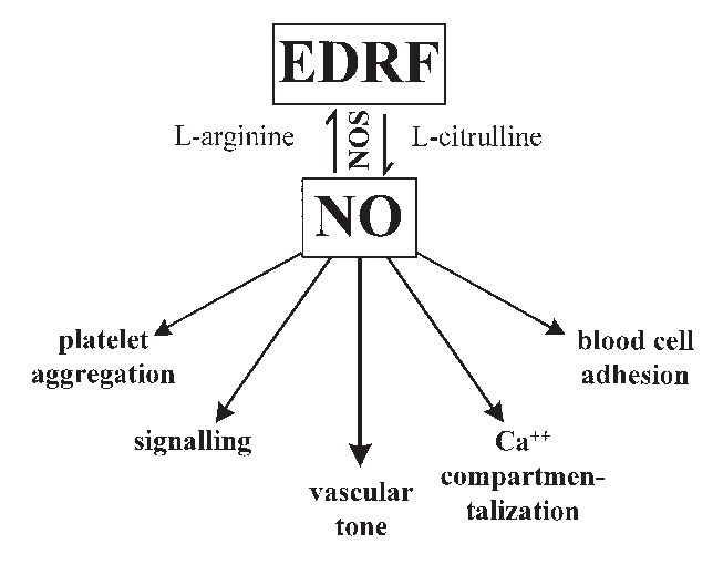 Nitric oxide (NO) is a colorless gas and a significant biological signaling molecule with the chemical formula NO. 