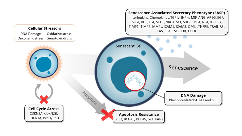 Senescence refers to a state of irreversible cell cycle arrest that occurs in response to various stressors, including DNA damage, oxidative stress, and telomere shortening. 