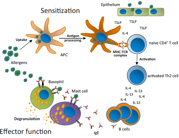 Sensitization refers to the process by which the immune system becomes increasingly responsive to a particular antigen after initial exposure. 