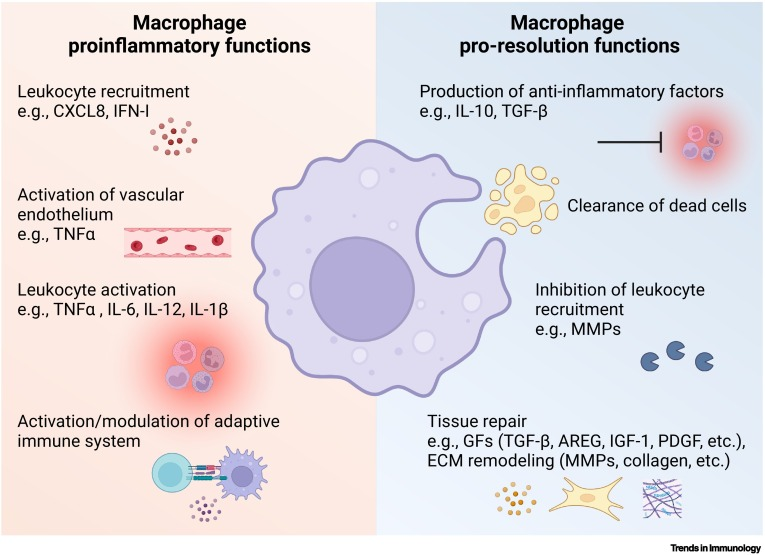 Macrophages are a type of white blood cell that plays a vital role in the immune system. T