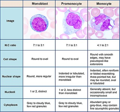 Monocytes are a type of white blood cell that plays a crucial role in the immune system. They are part of the mononuclear phagocyte system and are characterized by their ability to differentiate into macrophages and dendritic cells upon migration into tissues.