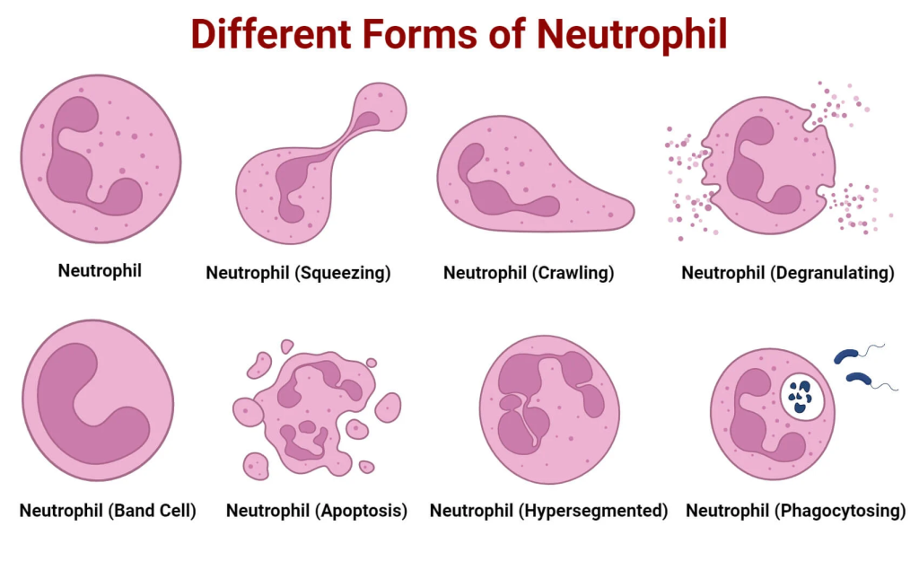 Neutrophils are a type of white blood cell (WBC) and are the most abundant form of granulocytes in the human body. They play a crucial role in the innate immune response, primarily serving as the first line of defense against infections, particularly bacterial and fungal pathogens.