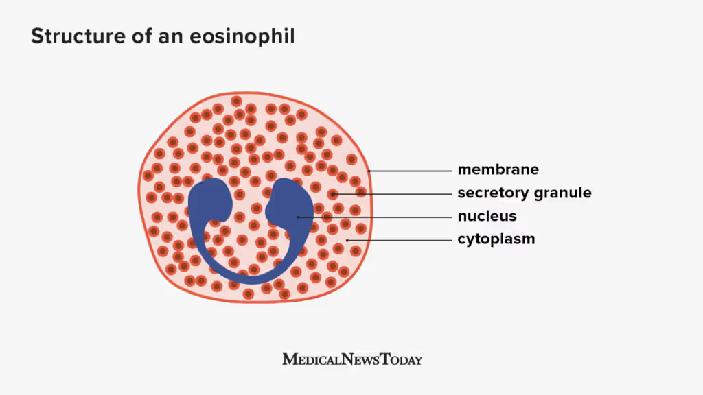 Eosinophils (Eo) are a type of white blood cell (WBC) that plays a crucial role in the immune system, particularly in combating parasitic infections and mediating allergic reactions. They are characterized by their bilobed nucleus and large granules that stain bright red with eosin dye.