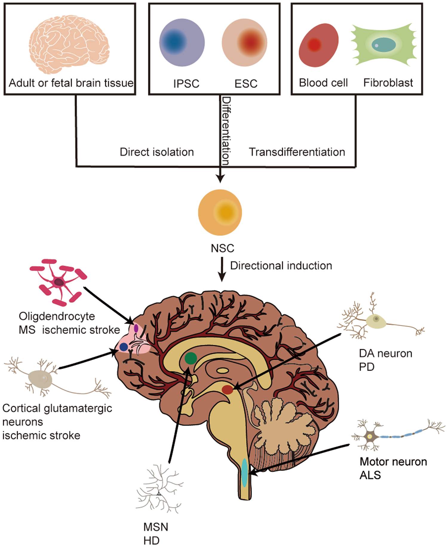 neural stem cells and precursor cells (as part of our Cellular Therapy and Stem Cells for Brain, Spinal Cord and Neurodegenerative Diseases) aid in the repair and restructuring of the brain, spinal cord, and nerves