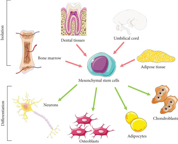 mesenchymal stem cells (MSCs) as a potential source of neural stem cells for Cellular Therapy and Stem Cells for Brain, Spinal Cord and Neurodegenerative Diseases