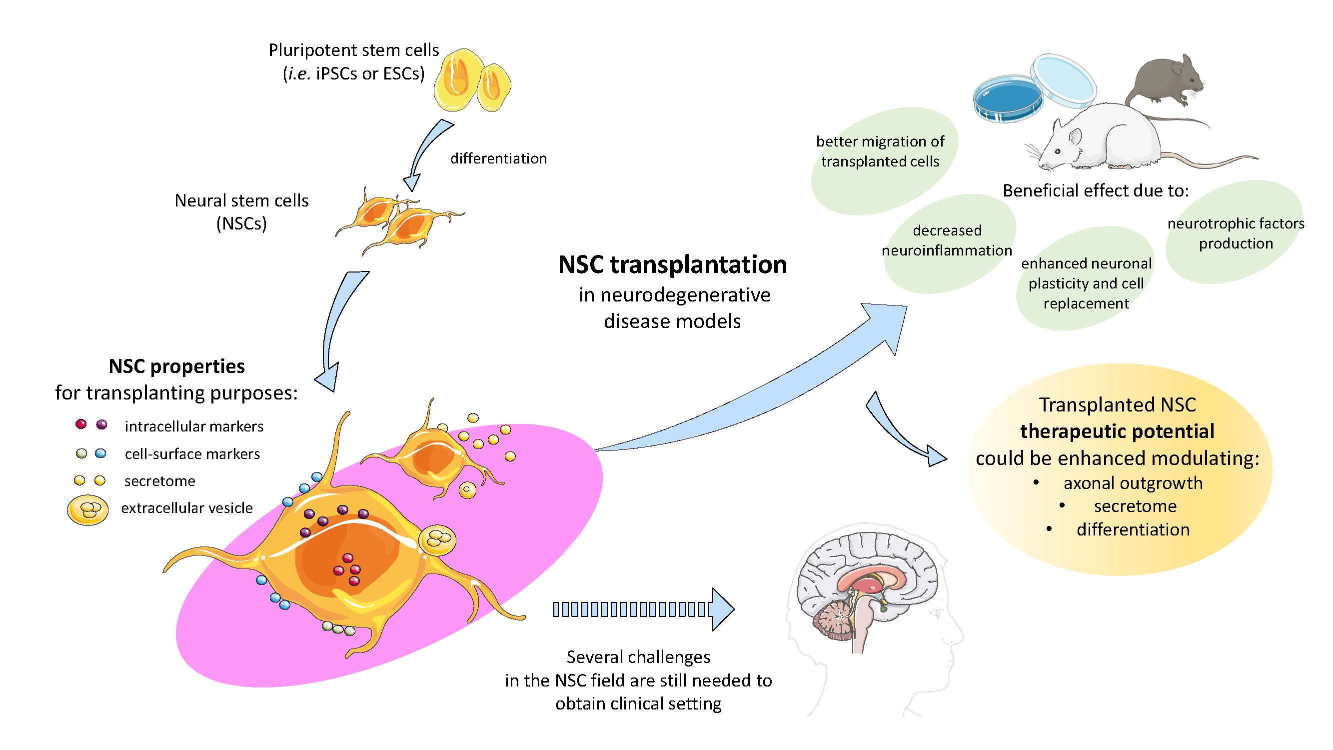 the unique protocols of Cellular Therapy and Neural Stem Cells (as part of our Cellular Therapy and Stem Cells for Brain, Spinal Cord and Neurodegenerative Diseases) at our Anti-Aging and Regenerative Medicine Center in Thailand