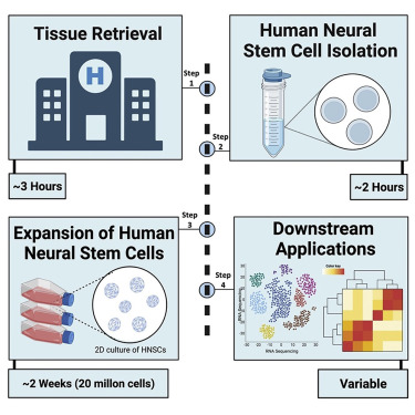 duration required to undergo our Cellular Therapy and Neural Stem Cell protocols (as part of our Cellular Therapy and Stem Cells for Brain, Spinal Cord and Neurodegenerative Diseases) at DrStemCellsThailand's Anti-Aging and Regenerative Medicine Center of Thailand