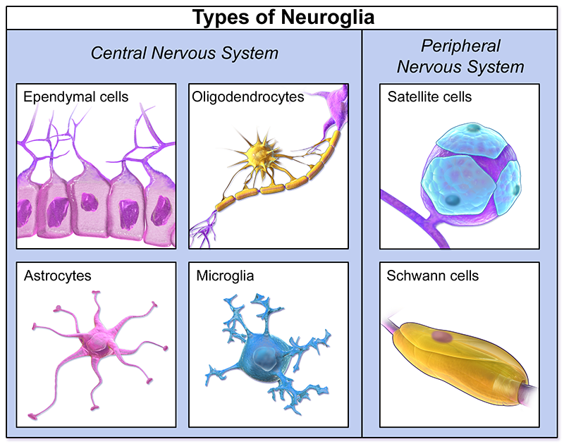 The brain consists of various cell types, each with its own specialized function. Understanding these lays a foundation for our specialized protocols of Cellular Therapy and Stem Cells for Brain, Spinal Cord and Neurodegenerative Diseases.