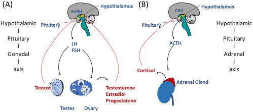 Steroid hormones are a class of hormones derived from cholesterol. They are lipid-soluble and can easily pass through cell membranes to bind to specific receptors inside target cells