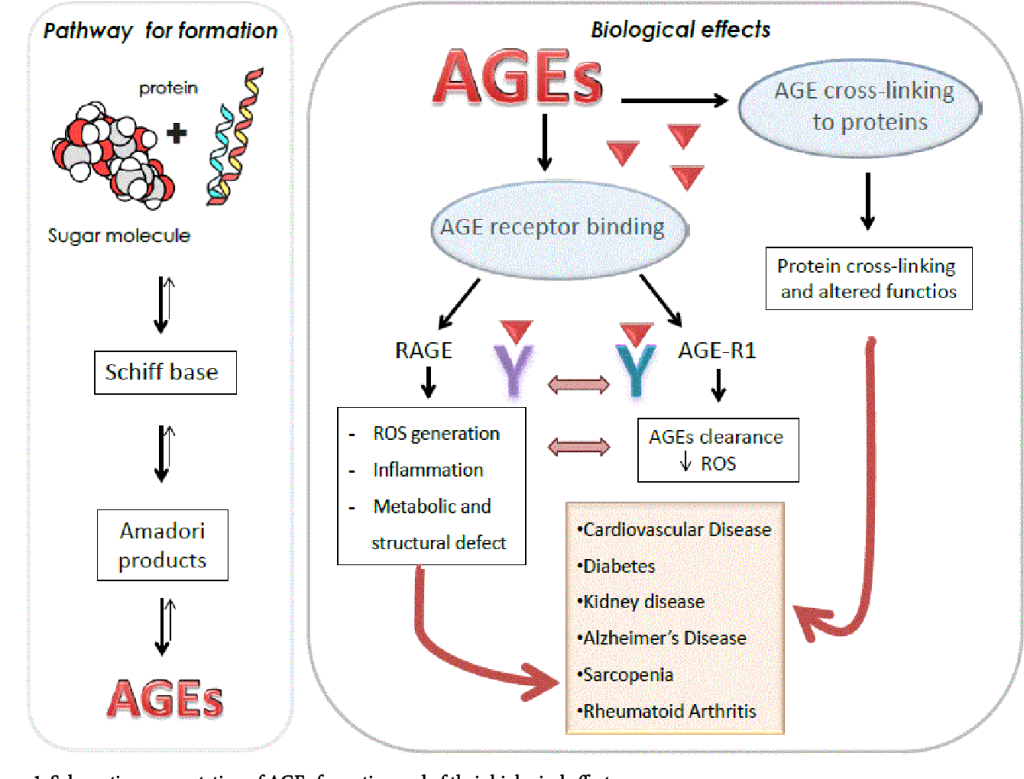 Advanced Glycation End-Products (AGEs) are harmful compounds formed when proteins or fats combine with sugars in the bloodstream through a process called glycation. 