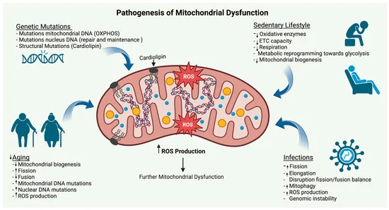 Mitochondrial dysfunction refers to the failure of mitochondria to perform their essential roles in energy production and metabolic regulation.