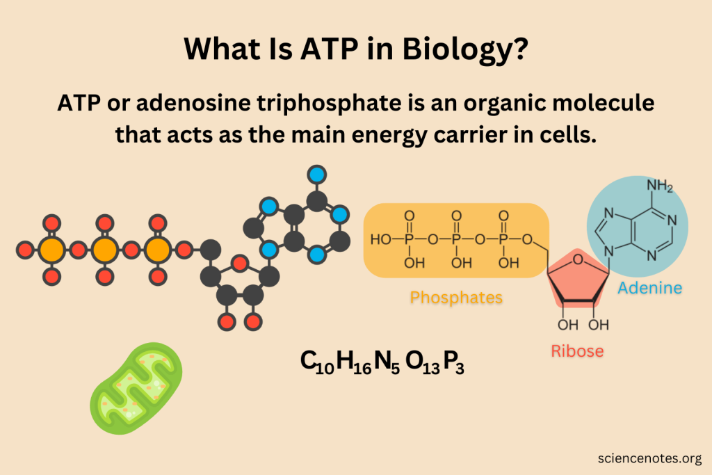 Adenosine triphosphate (ATP) is a nucleotide that serves as the primary energy carrier in all living cells.