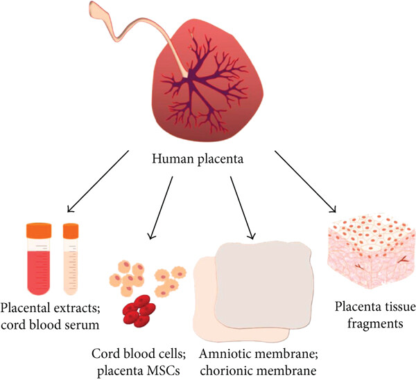 Placenta Extract IM Therapy (PET) has gained attention for its potential therapeutic benefits in various medical conditions, particularly in enhancing tissue regeneration and reducing inflammation.