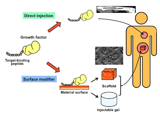 Intensive Growth Factors IV (INGF), particularly using human placental extract (HPE), has emerged as a promising treatment for various conditions, including osteoarthritis and radiation-induced injuries. 