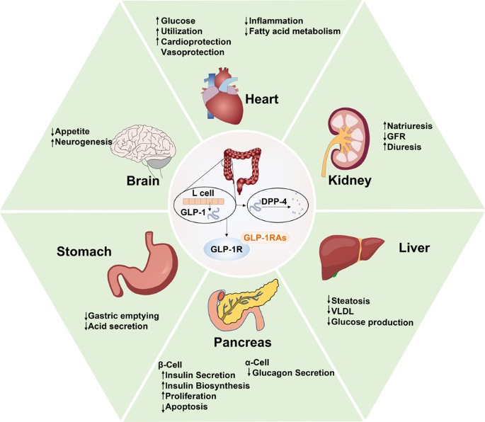 Peptide IM Therapy (PTT) intramascularly involves the administration of specific peptides to enhance various biological functions in the body.