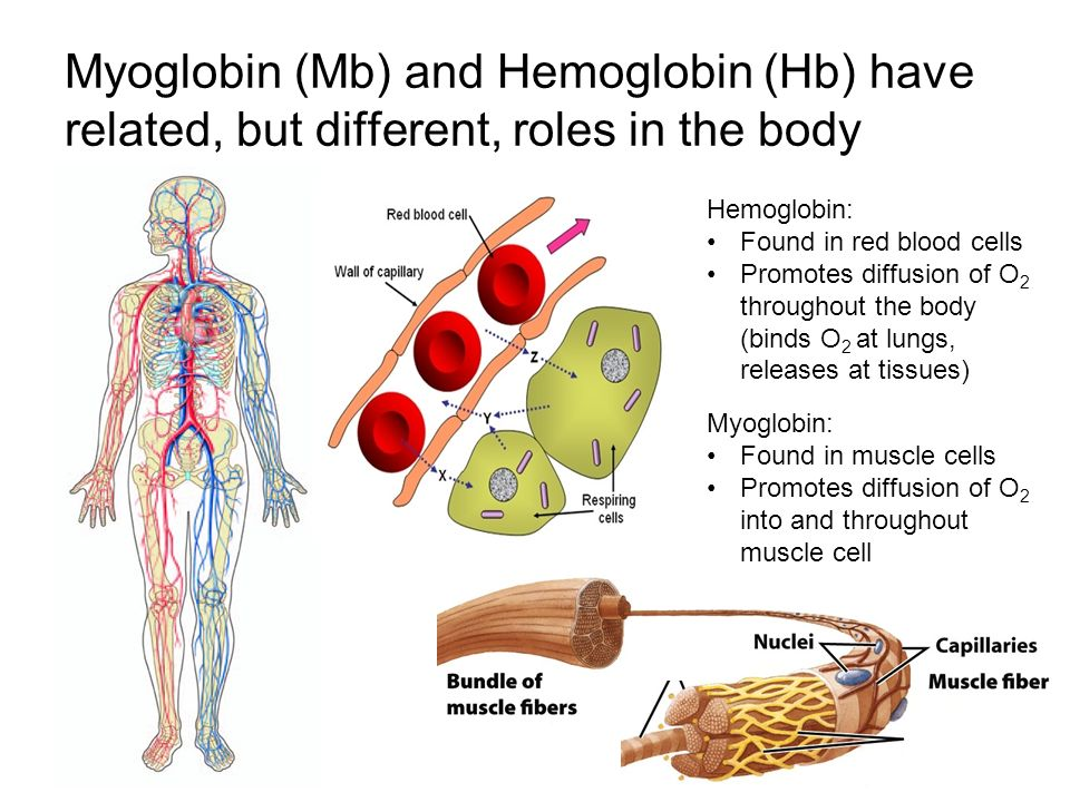 Myoglobin is a heme-containing protein found primarily in muscle tissue. It serves as an oxygen-binding protein, facilitating the storage and transport of oxygen within muscle cells