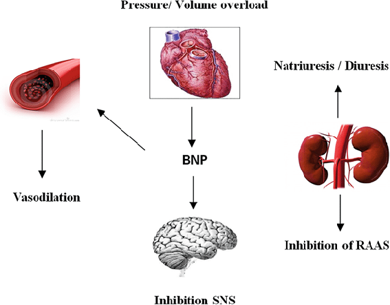 B-type natriuretic peptide (BNP) is a hormone produced by the ventricles of the heart in response to excessive stretching of heart muscle cells, typically due to increased blood volume or pressure.