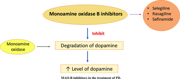 MAO-B inhibitors such as selegiline and rasagiline work by preventing the breakdown of dopamine, extending its effects in the brain.