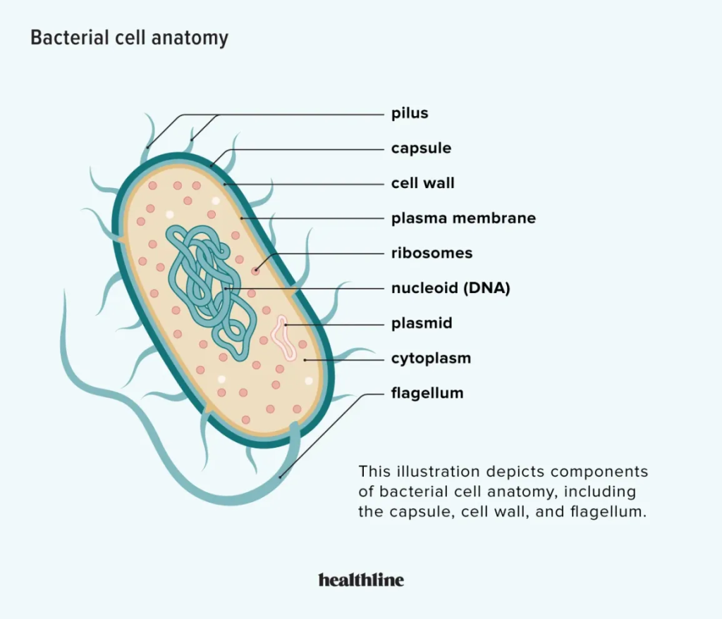 Bacteria (Ba) are single-celled microorganisms that belong to the domain Prokaryota. They are characterized by their simple cellular structure