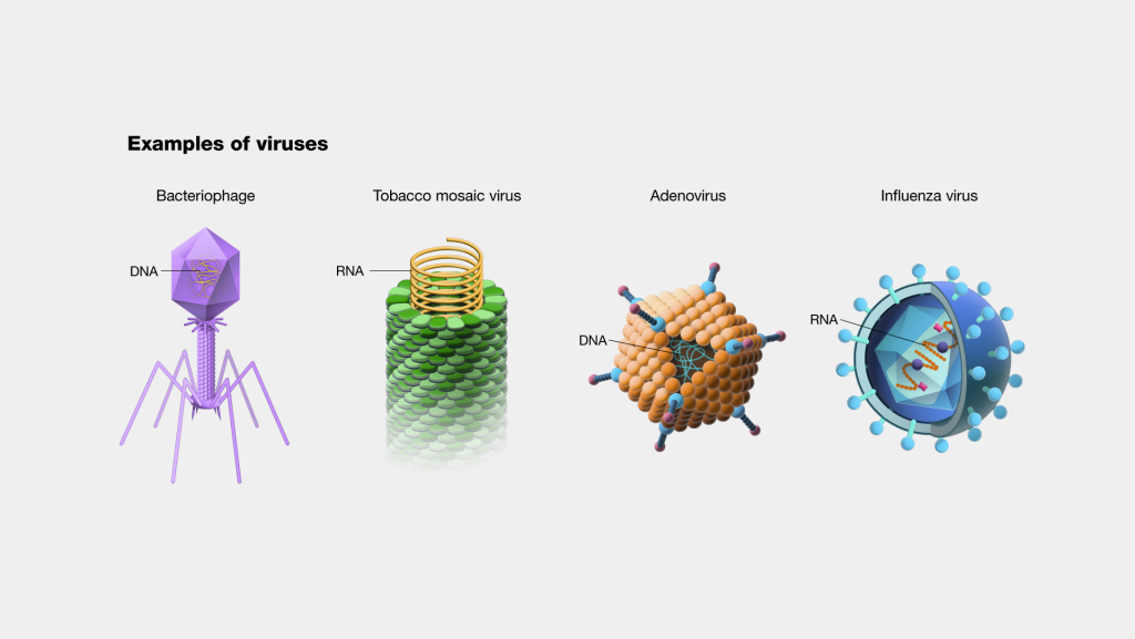 Viruses are microscopic infectious agents that require a living host cell to replicate and propagate.