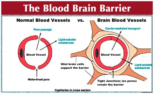 Recent research has shown that certain types of stem cells, particularly mesenchymal stem cells (MSCs), have the ability to cross the BBB. This characteristic makes them promising candidates for cellular therapy in neurodegenerative diseases like Parkinson's disease. 