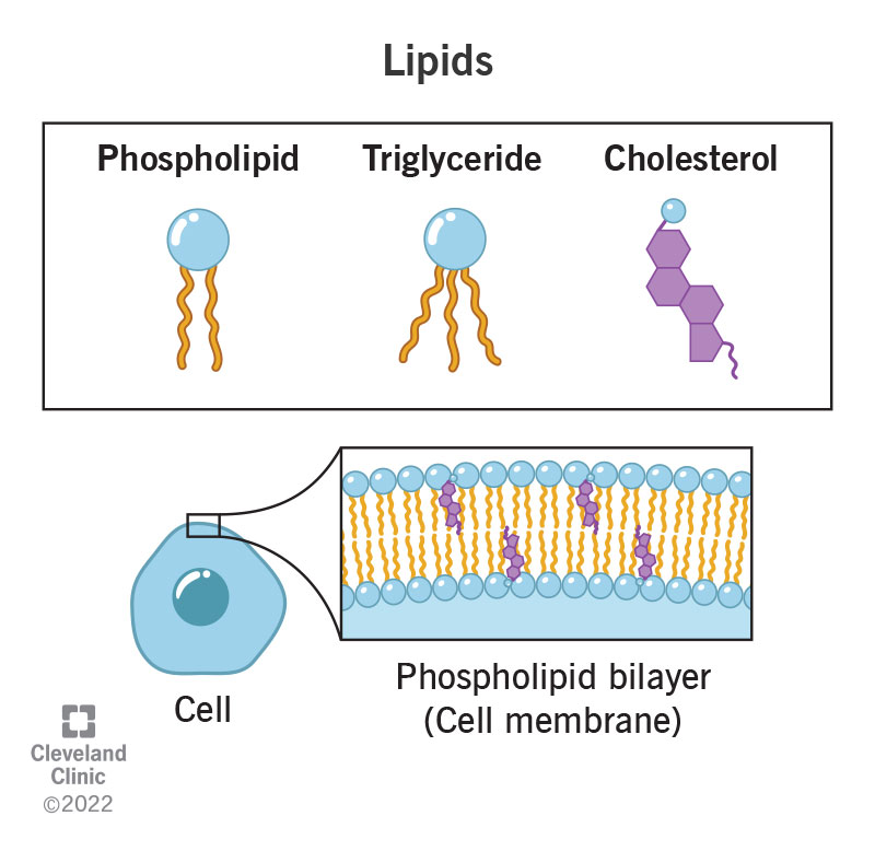 Lipids are a diverse group of hydrophobic organic molecules primarily composed of carbon and hydrogen. They play critical roles in biological systems.