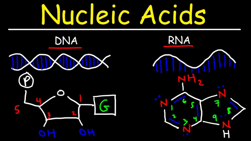 Nucleic acids (NA) are biopolymers essential for all known forms of life. They are composed of nucleotide monomers linked together by phosphodiester bonds.